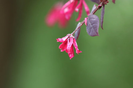 Pink flowers in the garden on a green background. Shallow depth of fieldの写真素材