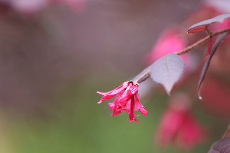 Pink flowers on a branch of a blossoming tree in spring.の写真素材
