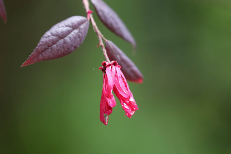 Pink flower on a branch with green leaves in the spring forest.の写真素材