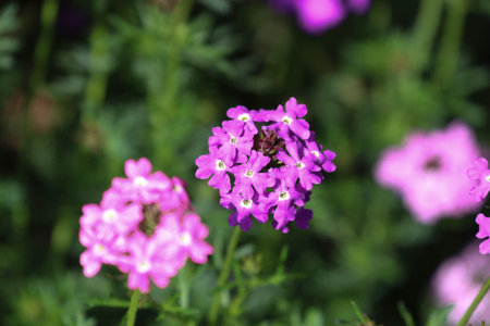 Verbena flowers in the garden. Close-up image.