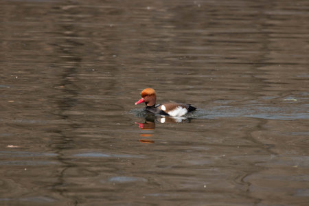 Red-throated shelduck, Netta rufinaの写真素材