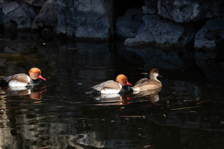 Red-crested pochard (Aythya rufina)の写真素材