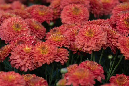 Chrysanthemum flowers in the garden, closeup of photoの写真素材