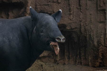 Malayan tapir (Tapirus indicus), also known as the Asian tapir.