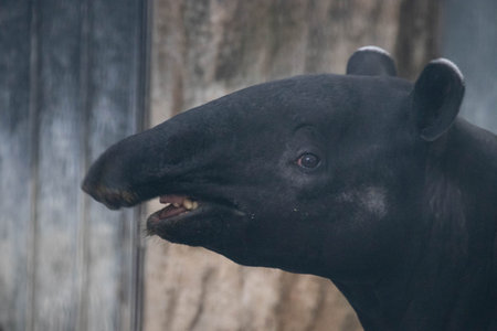 Tapir in a zoo, close up of a tapir headの写真素材