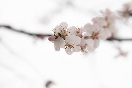Apricot tree blossoms on a spring day. Shallow depth of field.の写真素材