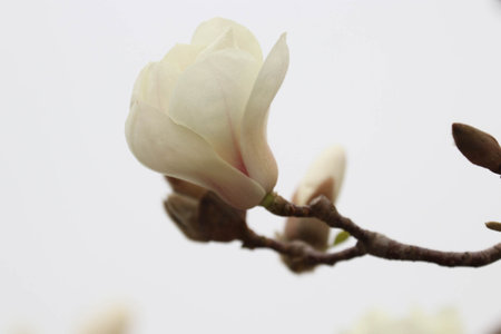 Magnolia flower on a white background, close-up, selective focusの写真素材