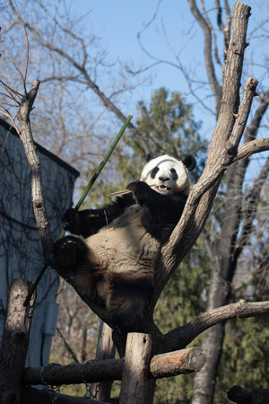 Playful Male Panda, Beijing, Chinaの写真素材