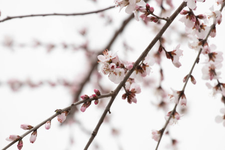 Apricot tree flowers blooming in spring, white background.の写真素材