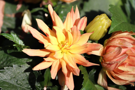 Orange dahlia flower with yellow petals and green leaves in the gardenの写真素材
