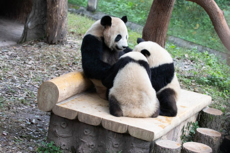 Nursing Time, Er Shun and her Babies, Yu Ai and YU Ke, Chongqing, Chinaの写真素材