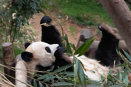 Male Panda, Le Bao.の写真素材
