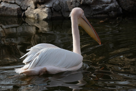 Great White Pelican - Pelecanus onocrotalusの写真素材
