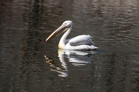 Pelican (Pelecanus occidentalis) on a lakeの写真素材