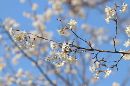 cherry blossom in spring with blue sky background, close upの写真素材
