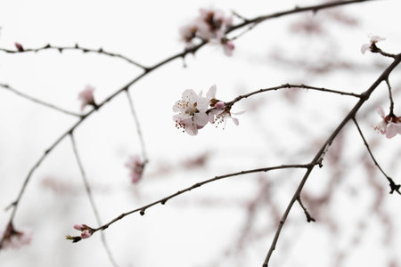 Apricot tree blossom in spring, close up view.の写真素材