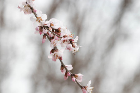 spring flowering of flowers on a tree, white flowers on a treeの写真素材