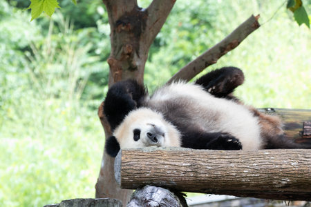 Close up sleeping panda, chinaの写真素材