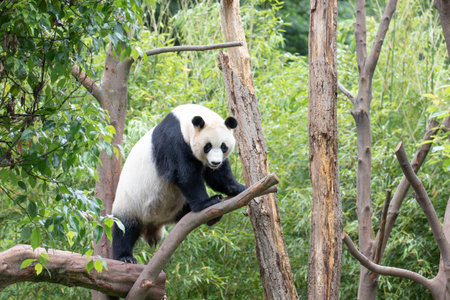 Female Panda, Rui Rui, Wolong Panda Base, Chinaの写真素材