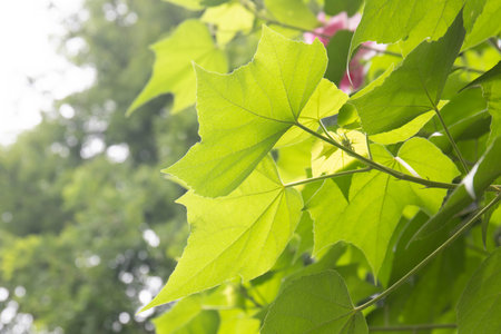 Green leaves background with bokeh, nature and environment concept.