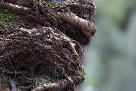 Close up of the roots of a tree with moss on it.