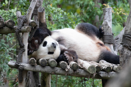 panda bear sleeping on bamboo in the zoo, Chengdu, Chinaの写真素材