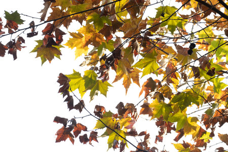 autumn maple leaves on a white background, closeup of photoの写真素材
