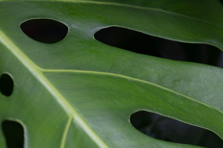 Monstera deliciosa leaves in the botanical garden, macro