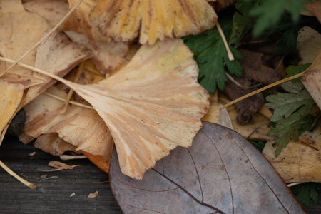 Ginkgo leaves on a wooden background, close-up.