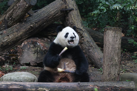 Close up sweet female panda, Miao Miao, Chengdu Panda Base, Chinaの写真素材