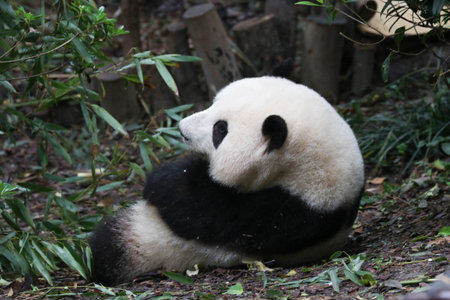 Sweet female panda,He Hua aka Hua Hua, Chengdu Panda Base, Chinaの写真素材