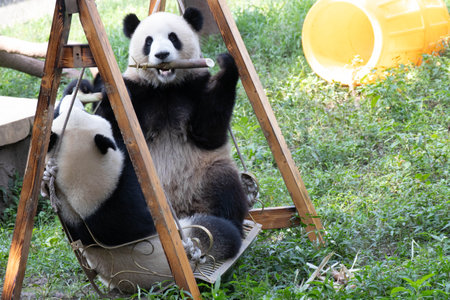 Two giant panda eating bamboo , Yu Ai and Yu Ke, Chongqing, Chinaの写真素材