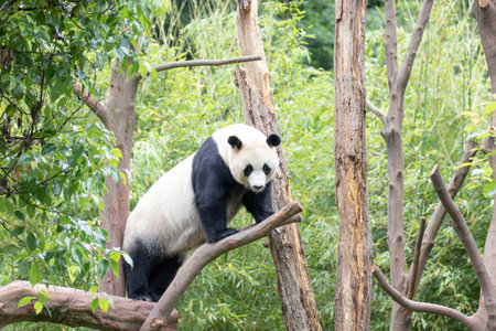 Giant panda  Rui Rui, on the tree, Wolong Panda base, China