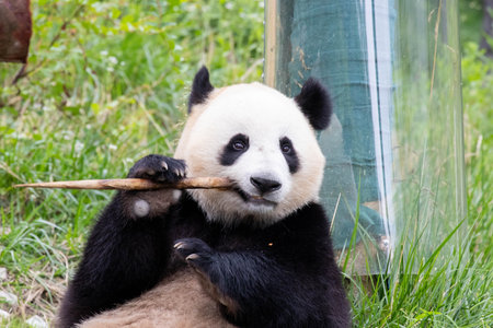 Giant panda bear eating bamboo in Chengdu, China.の写真素材