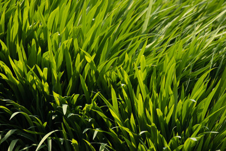 Green grass texture background. Close-up of fresh green grass.の写真素材