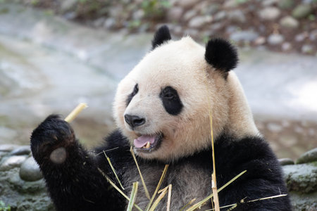 Giant Panda, Qi Yi, Eating Bamboo,Chengdu Panda Base, Chinaの写真素材