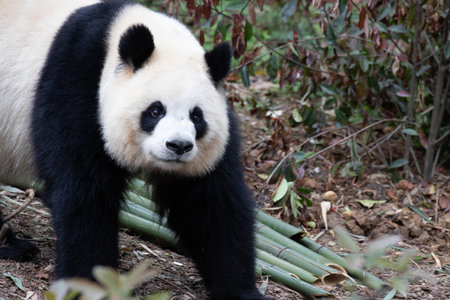 Sweet female panda, Yuan Run, Chengdu Panda base, Chinaの写真素材