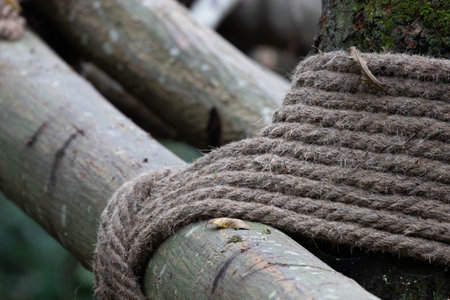 Rope tied around a tree in the forest, close-up