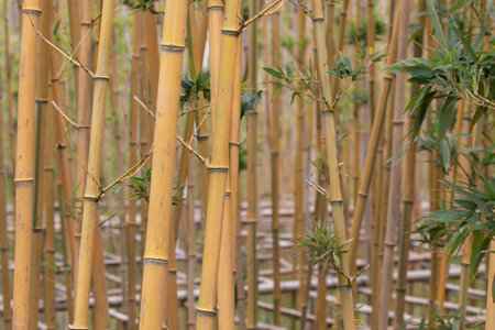 bamboo forest in the morning, close up of bamboo forest backgroundの写真素材