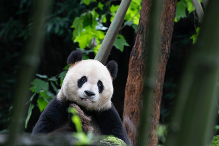 Close up Panda, Qing Qing, Chinaの写真素材