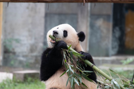 Close up Mother Panda Mang Zai, Chongqing, Chinaの写真素材