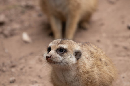 Meerkat or suricate (Suricata suricatta)の写真素材