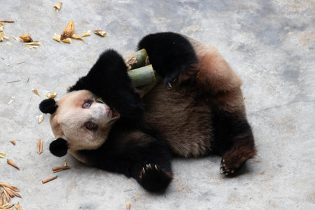 Playful Panda, Chongqing, Chinaの写真素材