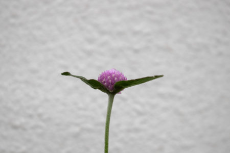Gomphrena globosa flower,Gomphrena globosaの写真素材