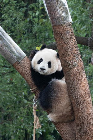 Sweet Panda, Chongqing, Chinaの写真素材