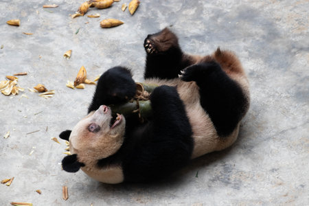 Ding Ding, Panda in Chongqing zoo, China