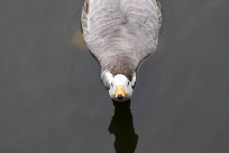 Funny Movement of Bar-headed goose in the lake