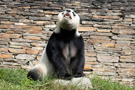 A giant panda sitting on a rock in front of a brick wallの写真素材
