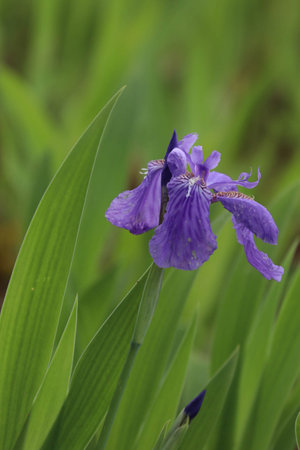 Purple iris flower with green leaves on a meadow.