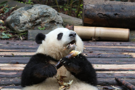 Adorable Fluffy Panda, He Hua aka Hua Hua, Chengdu Panda Base, Chinaの写真素材